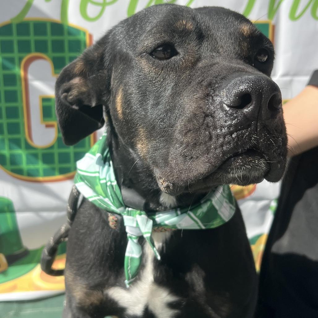 Enlarge Snickers, a Adoptable Rottweiler in Aledo, TX image 4/6