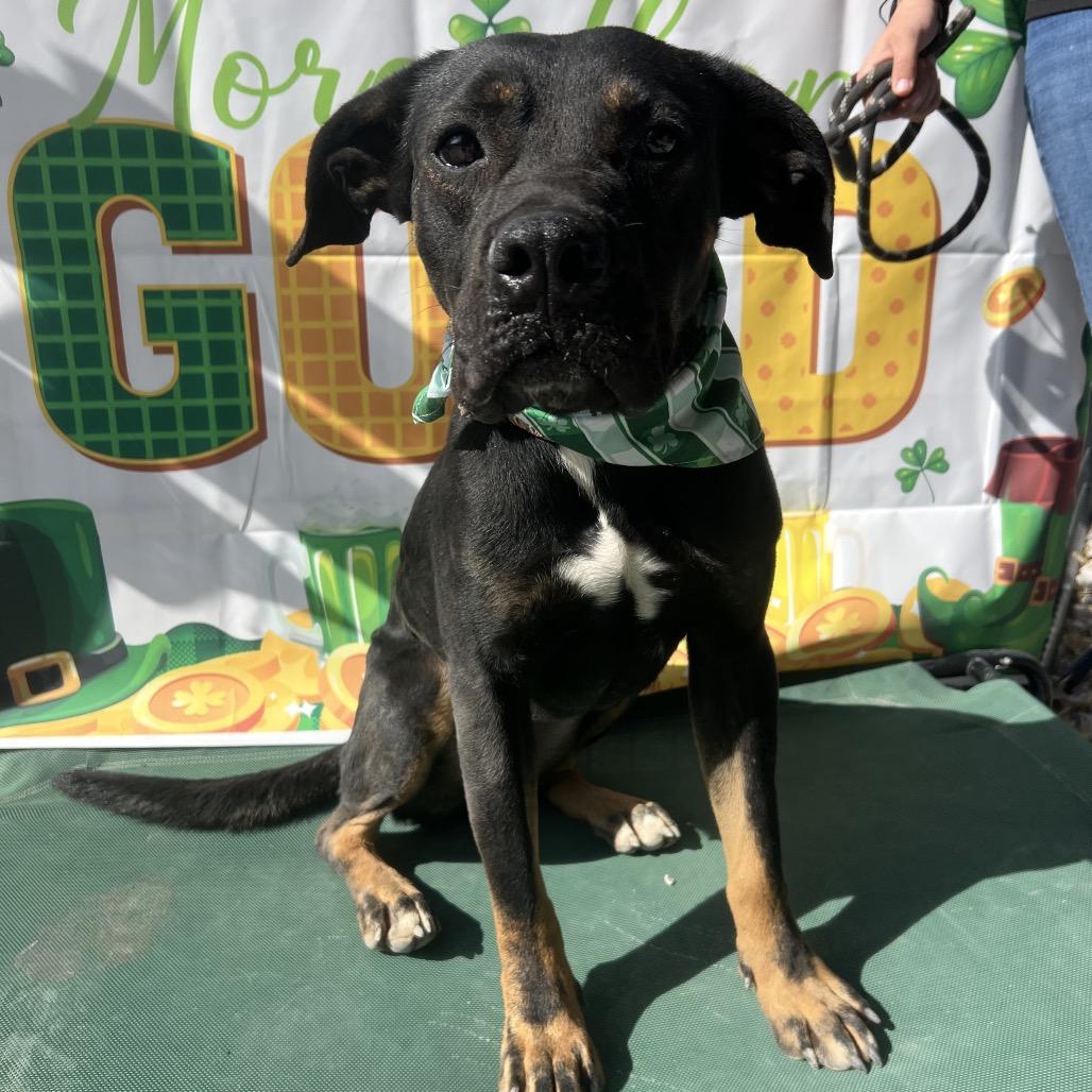 Enlarge Snickers, a Adoptable Rottweiler in Aledo, TX image 5/6