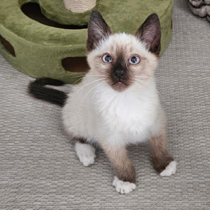 Caspian, Adoptable, Kitten Male American Shorthair.