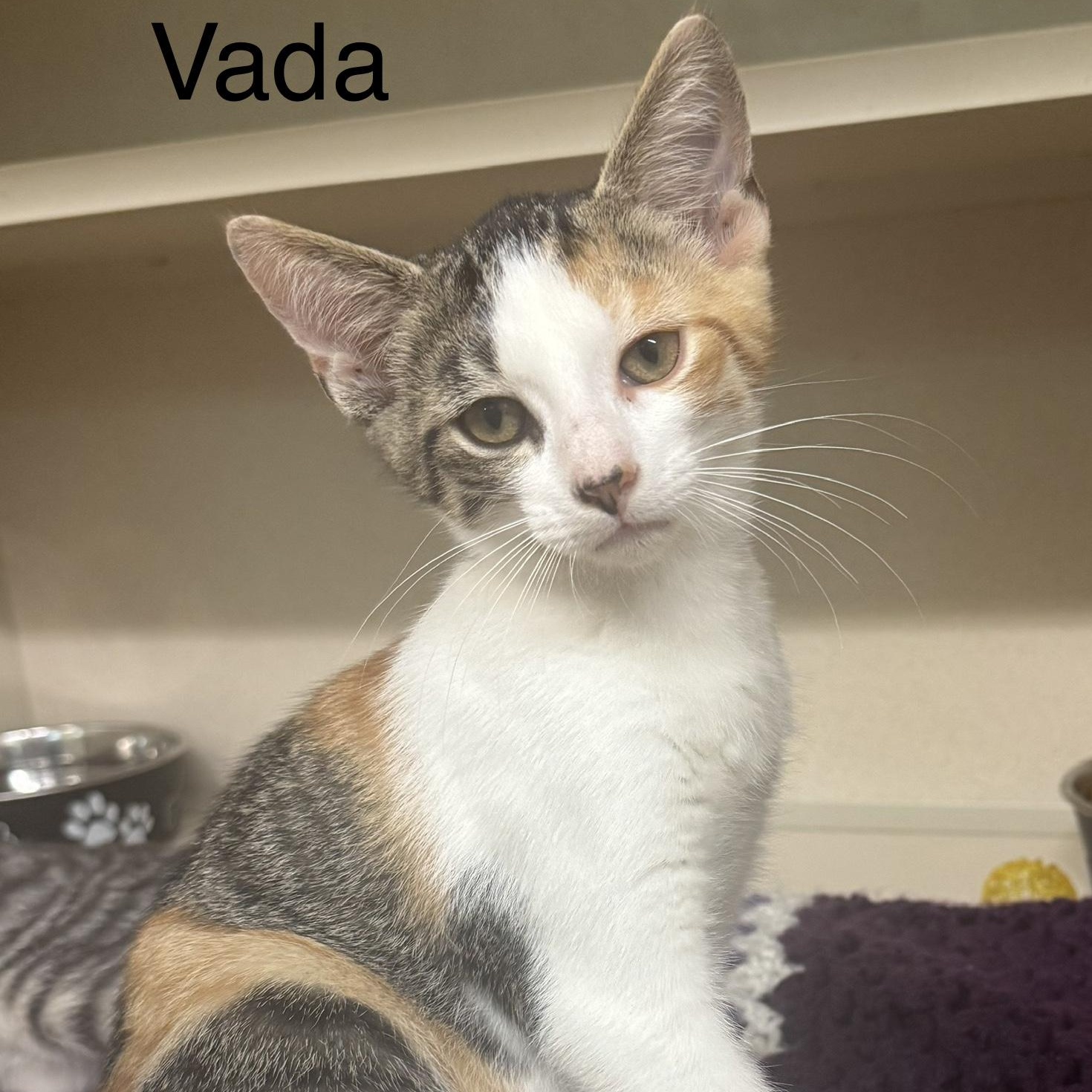 Vada, adopted, Kitten Female Domestic Short Hair.