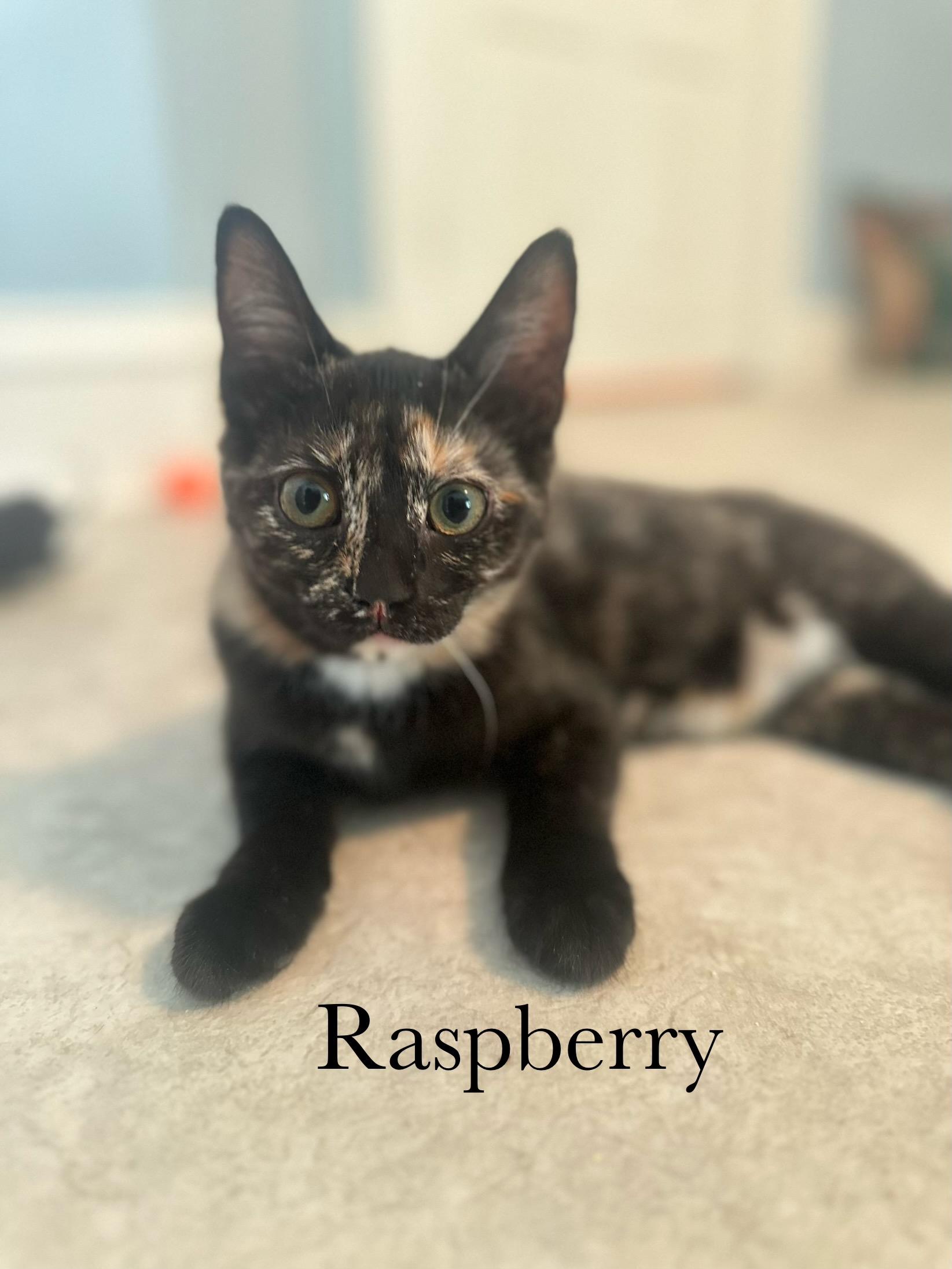 Enlarge Raspberry, a Adoptable Domestic Short Hair in Cincinnati , OH image 4/6