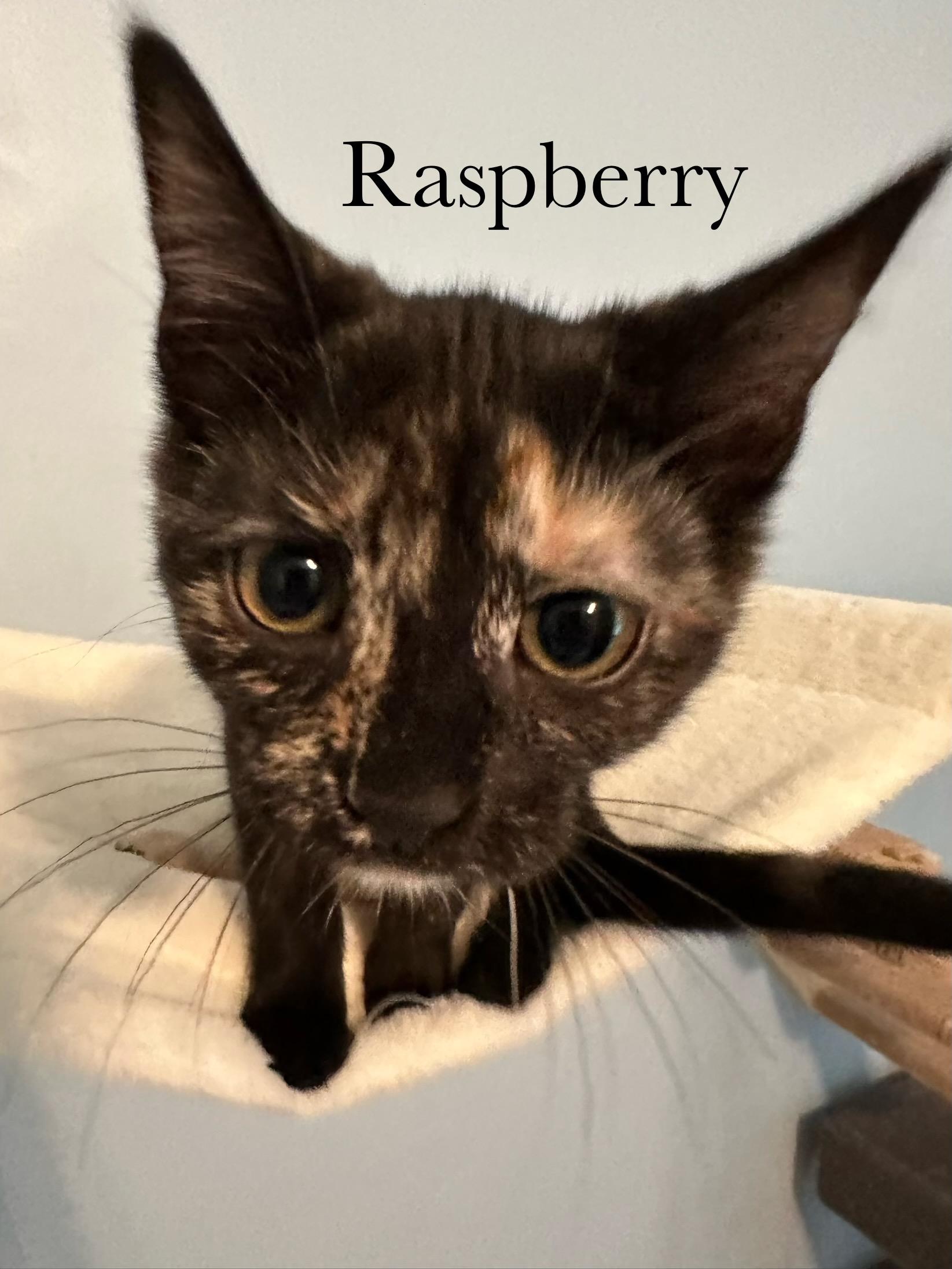 Enlarge Raspberry, a Adoptable Domestic Short Hair in Cincinnati , OH image 5/6