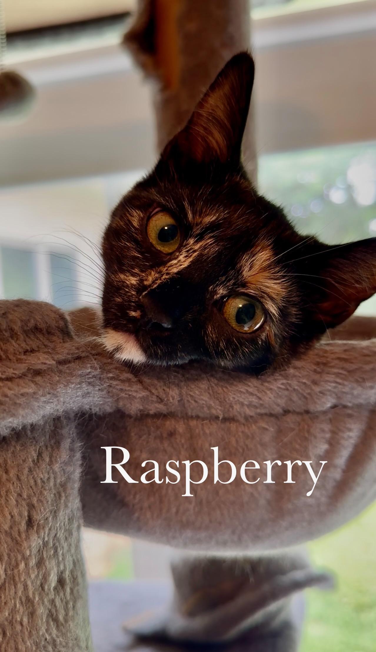 Enlarge Raspberry, a Adoptable Domestic Short Hair in Cincinnati , OH image 3/6