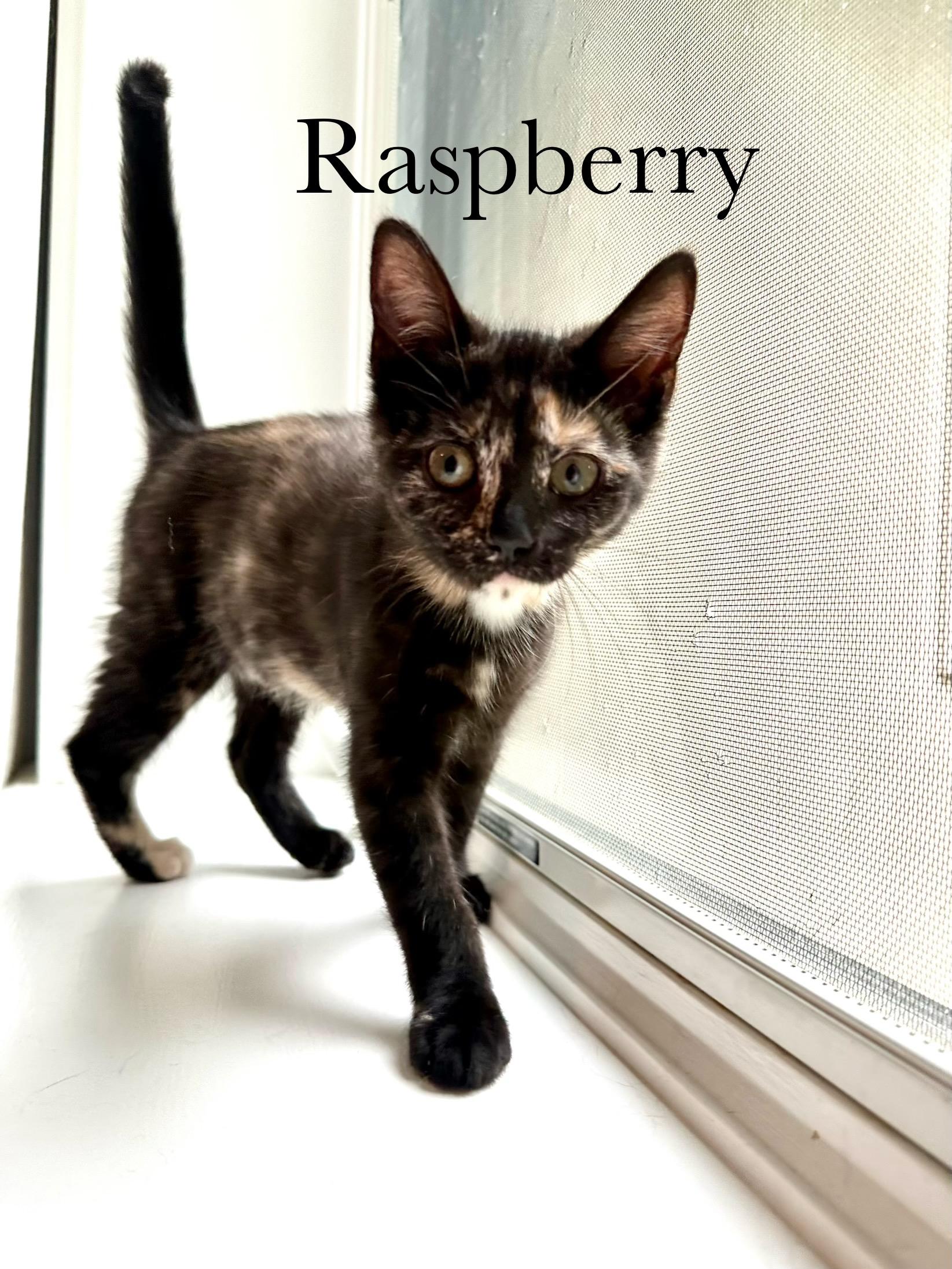 Raspberry, Adoptable, Kitten Female Domestic Short Hair.