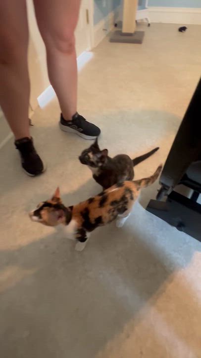Enlarge Raspberry, a Adoptable Domestic Short Hair in Cincinnati , OH video 2/6