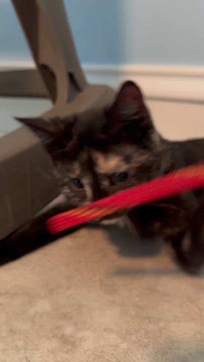 Enlarge Raspberry, a Adoptable Domestic Short Hair in Cincinnati , OH video 6/6