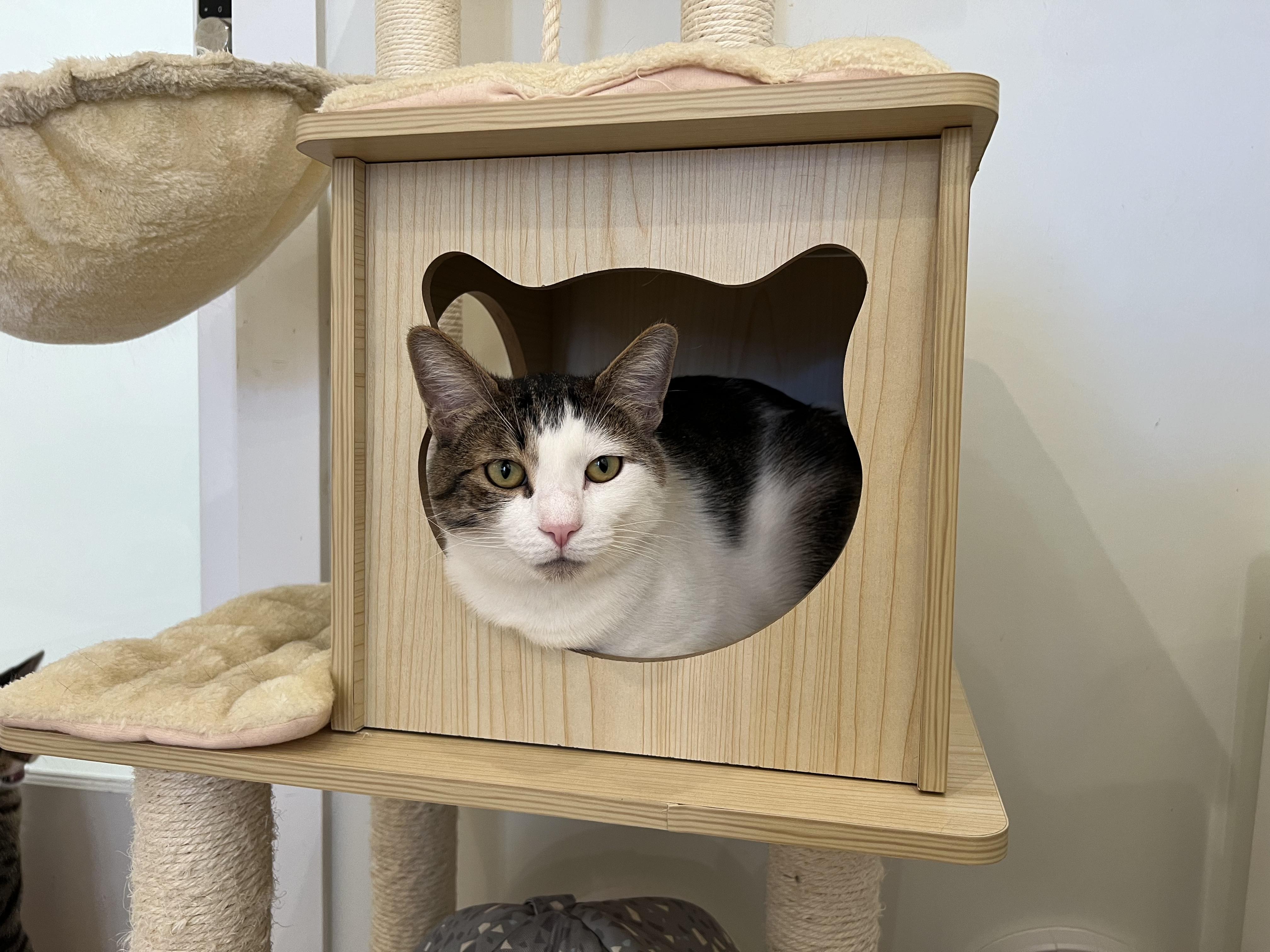 Angel, ADOPTABLE, Young Male Domestic Short Hair.