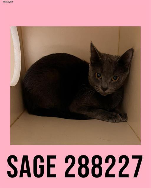Enlarge SAGE, a Adoptable Domestic Short Hair in Macon, GA image 1/1