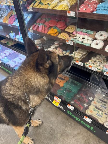 Enlarge Hudson, a Adoptable German Shepherd Dog in Discovery Bay, CA image 1/3