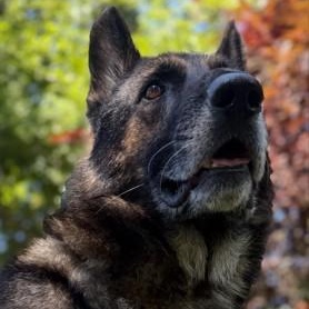 Enlarge Hudson, a Adoptable German Shepherd Dog in Discovery Bay, CA image 3/3