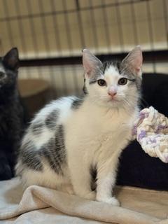 Styx, an adopted Domestic Short Hair in New Cumberland, PA image 4/4
