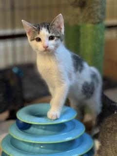 Styx, an adopted Domestic Short Hair in New Cumberland, PA image 2/4