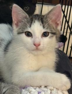 Styx, an adopted Domestic Short Hair in New Cumberland, PA image 1/4