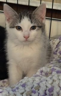 Styx, an adopted Domestic Short Hair in New Cumberland, PA image 3/4