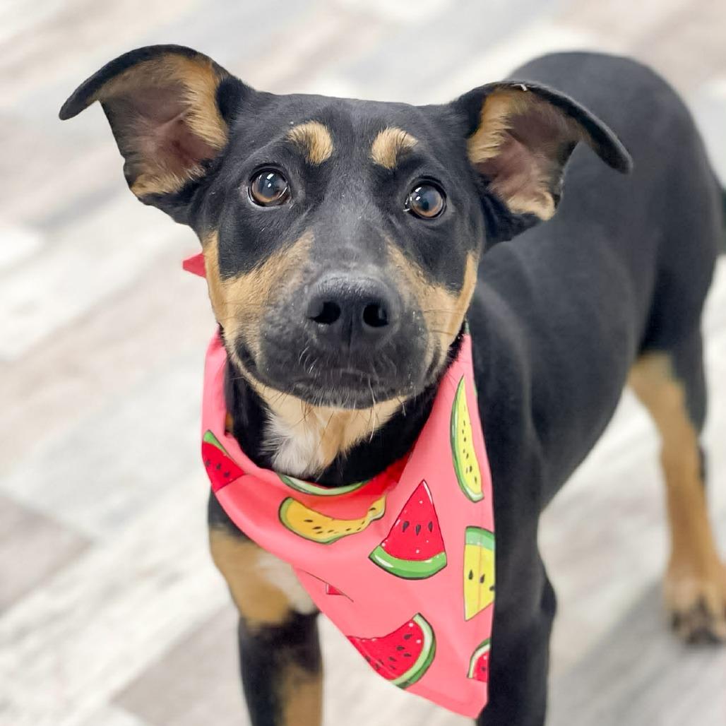 Enlarge Sanja, a Adoptable Labrador Retriever in Lufkin, TX image 1/4