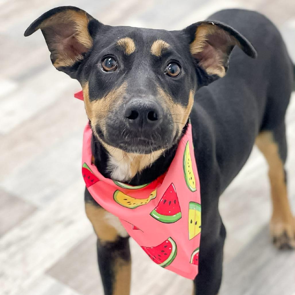 Enlarge Sanja, a Adoptable Labrador Retriever in Lufkin, TX image 3/4