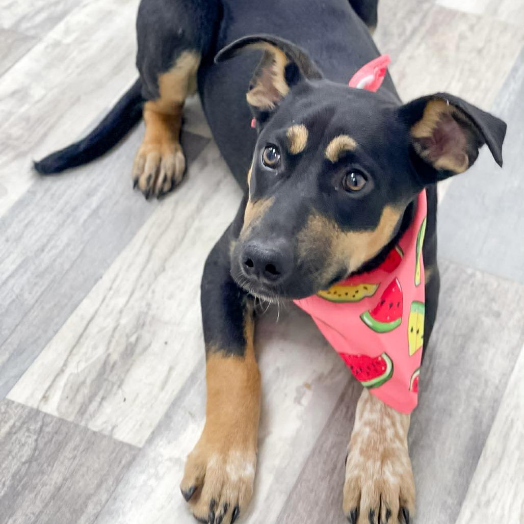 Enlarge Sanja, a Adoptable Labrador Retriever in Lufkin, TX image 4/4