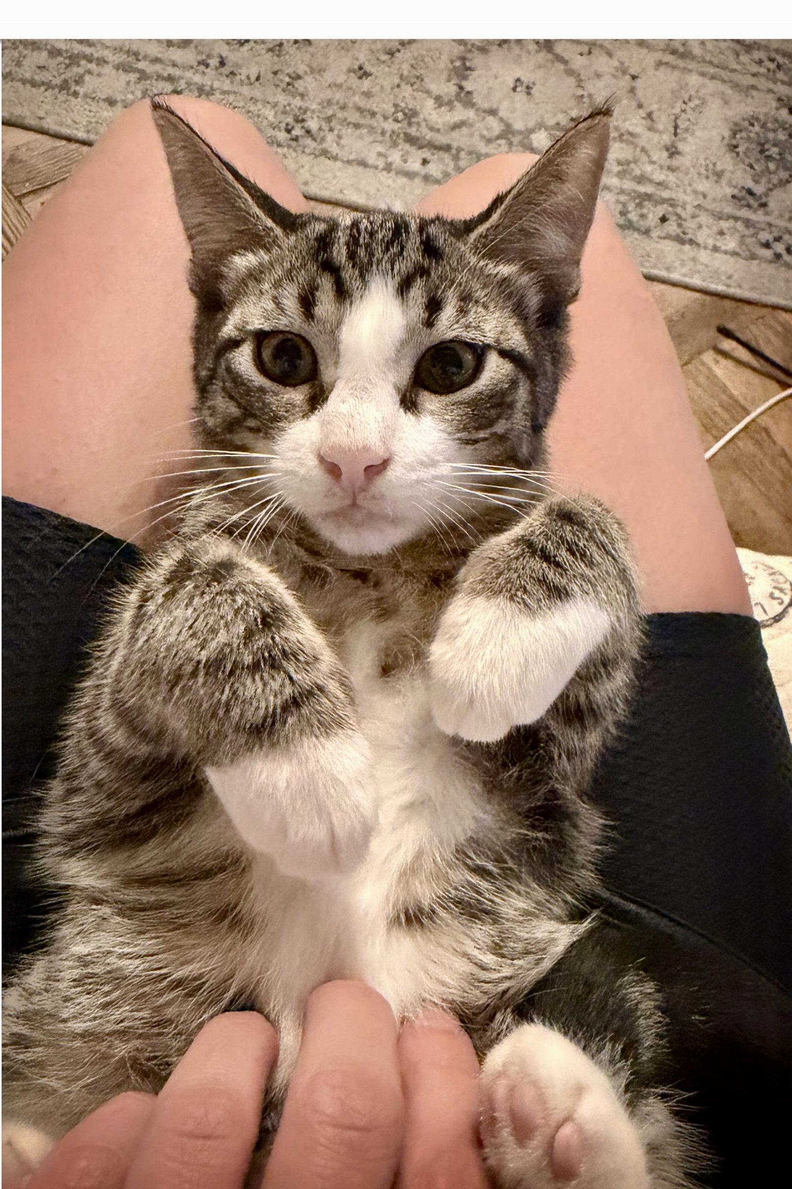 Java & Bellini, Adoptable, Kitten Male Domestic Short Hair.