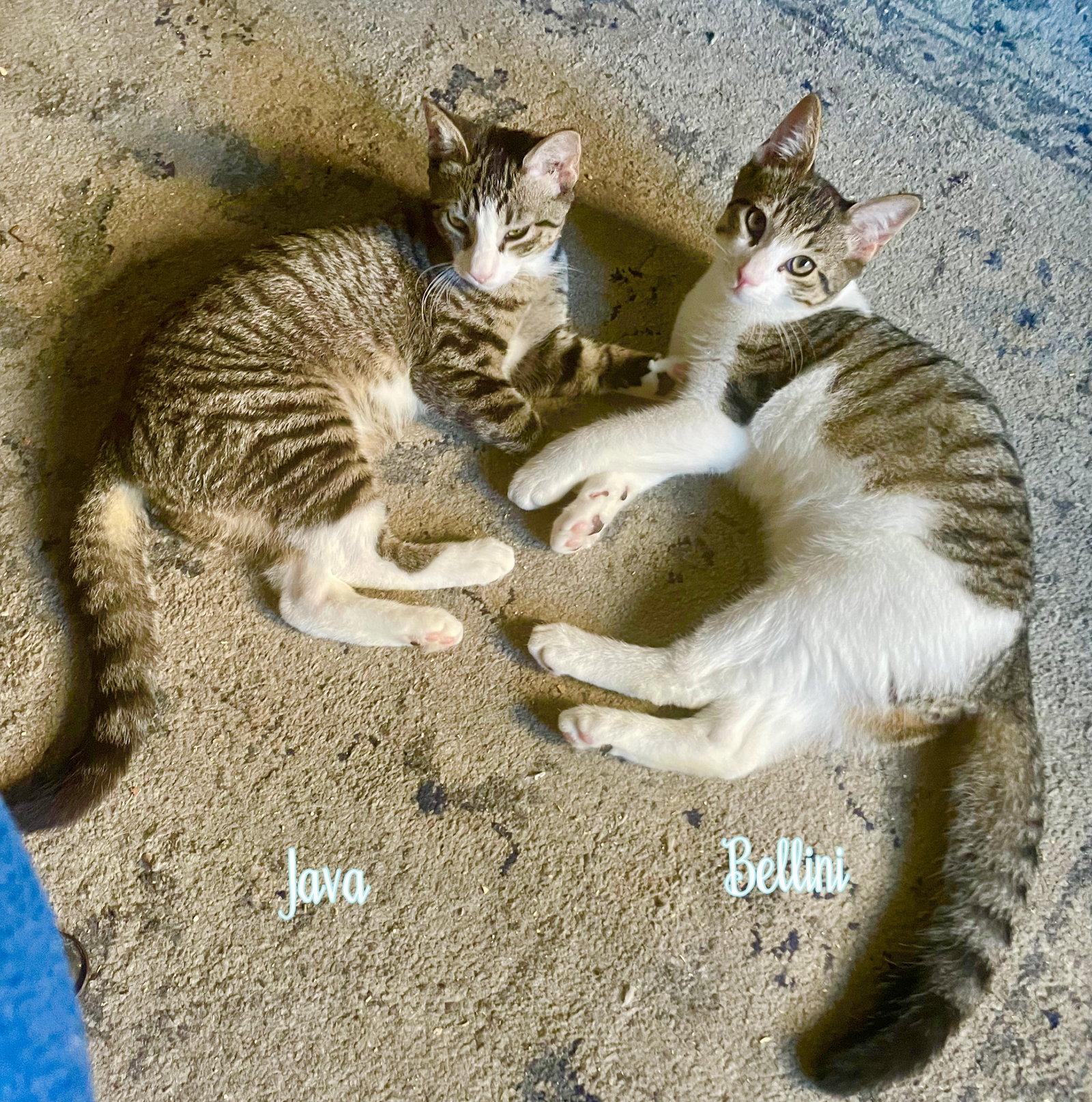 Enlarge Java & Bellini, a Adoptable Domestic Short Hair in Brooklyn, NY image 2/3