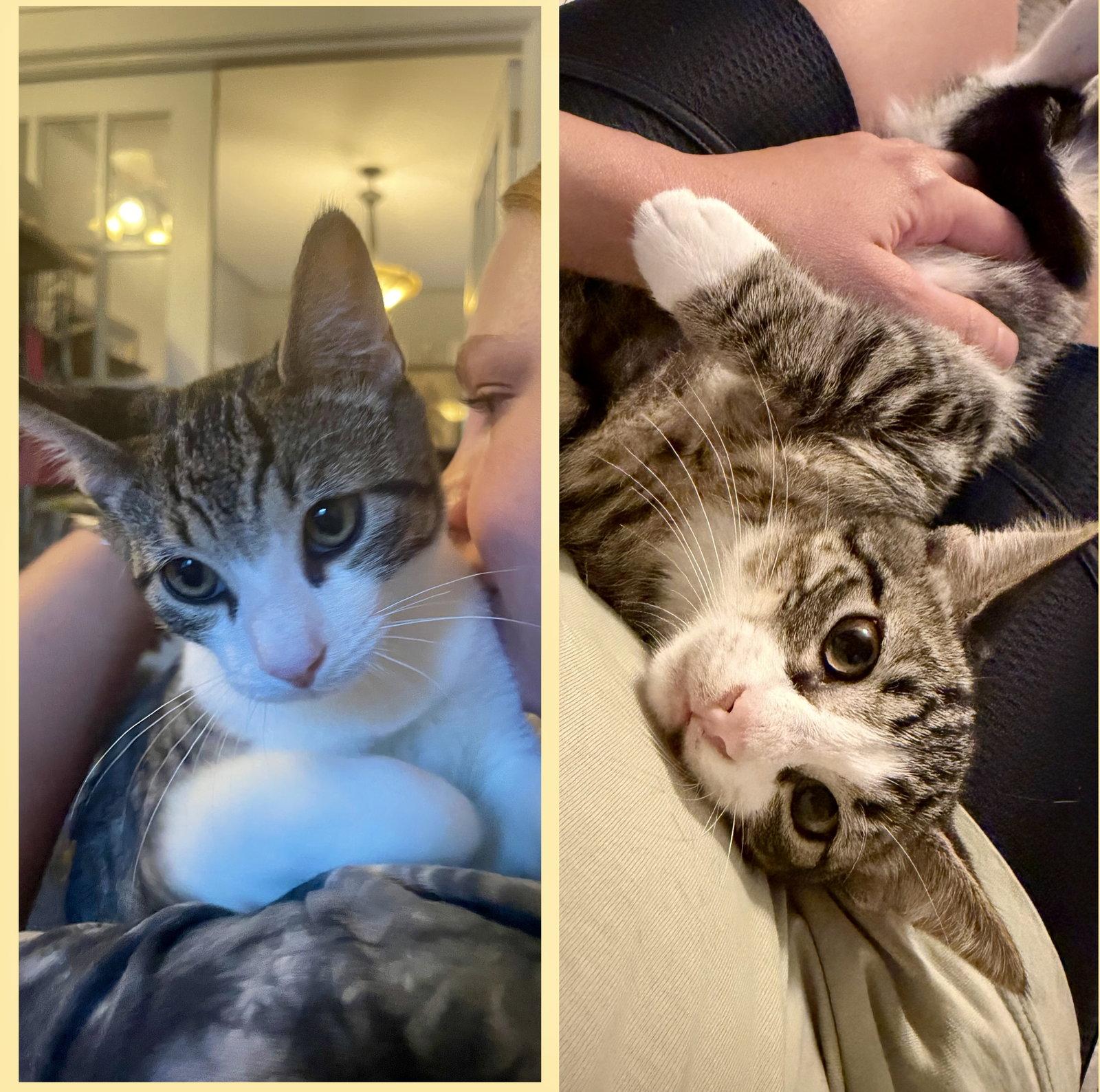 Enlarge Java & Bellini, a Adoptable Domestic Short Hair in Brooklyn, NY image 3/3