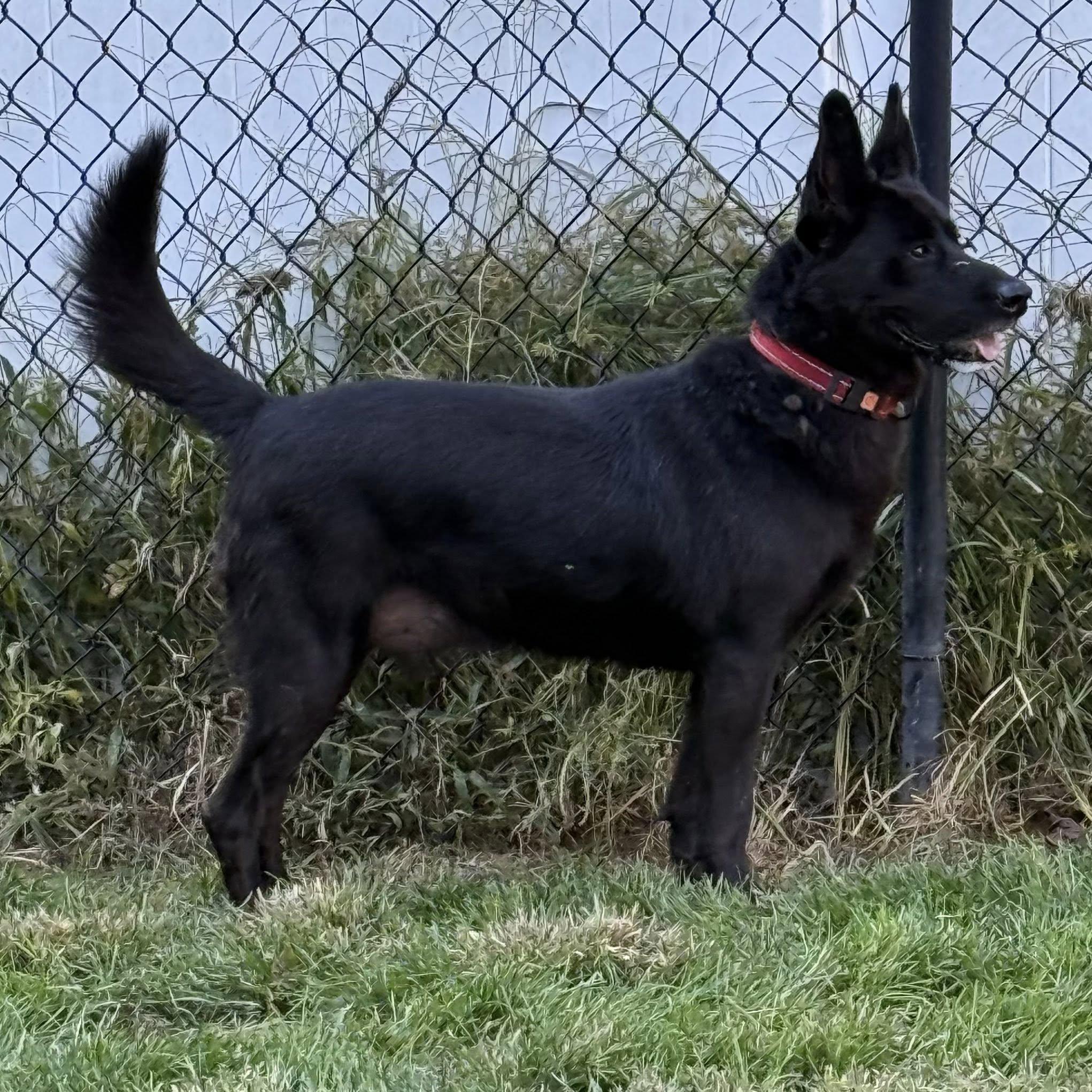Ares