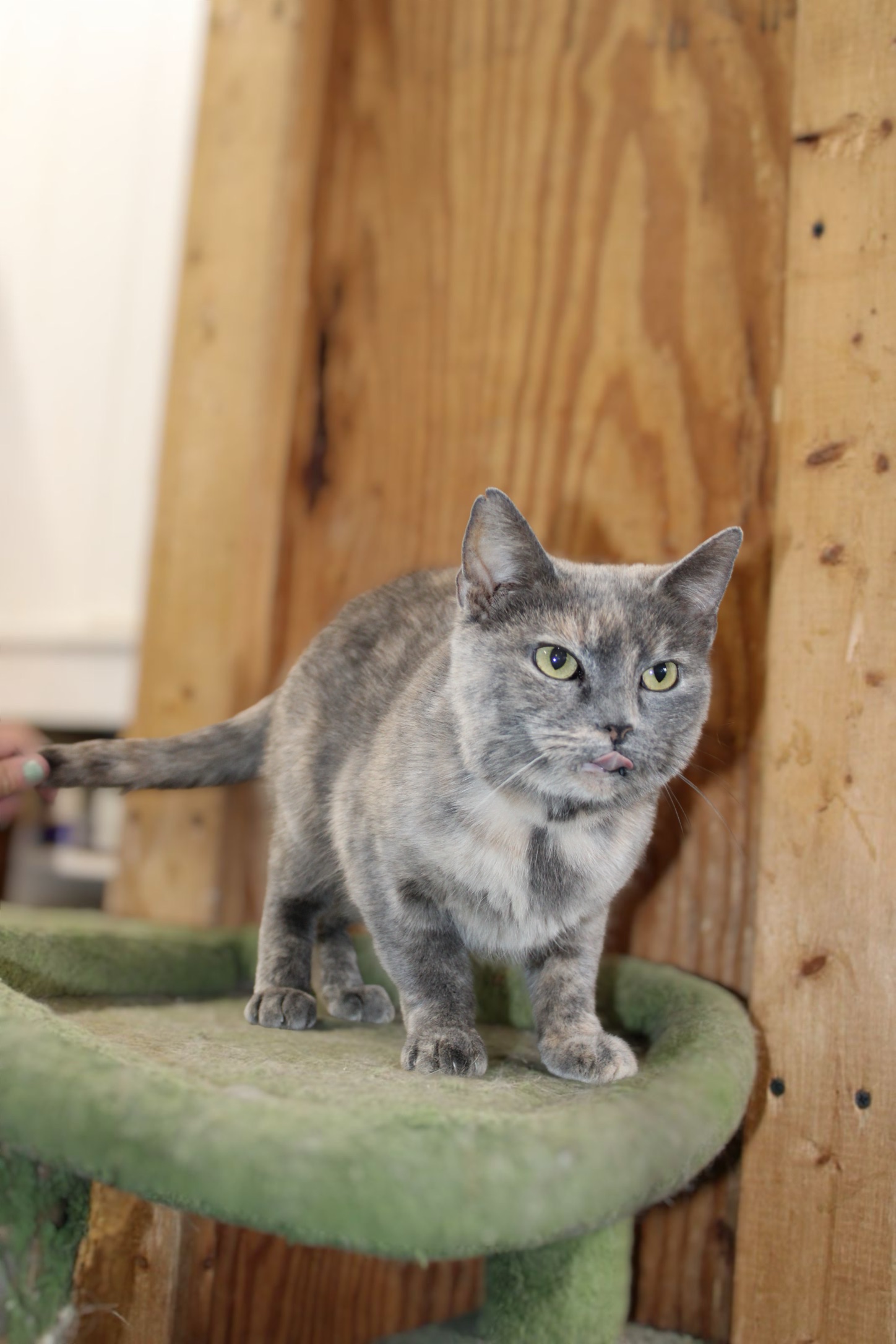 Eliza, Adoptable, Adult Female Tortoiseshell.