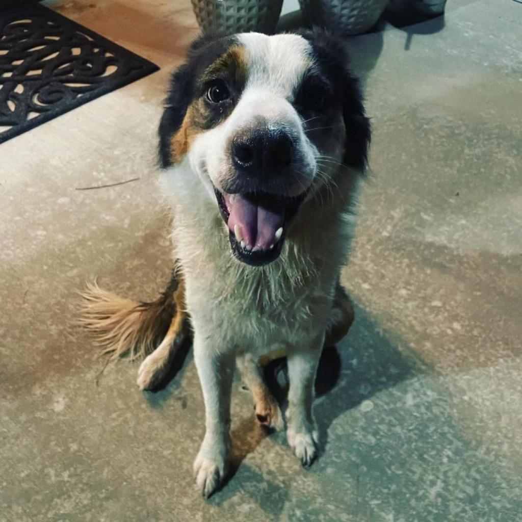 Judy, Adoptable, Senior Female Border Collie.
