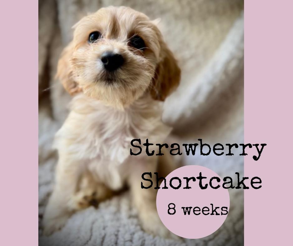 Strawberry Shortcake