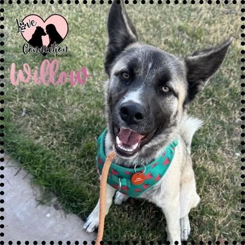 Willow, ADOPTABLE, Puppy Female Shepherd.