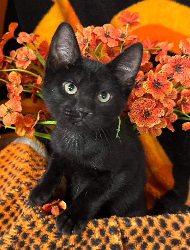 4/3/26 Grumpy, Adoptable, Kitten Female Domestic Short Hair.