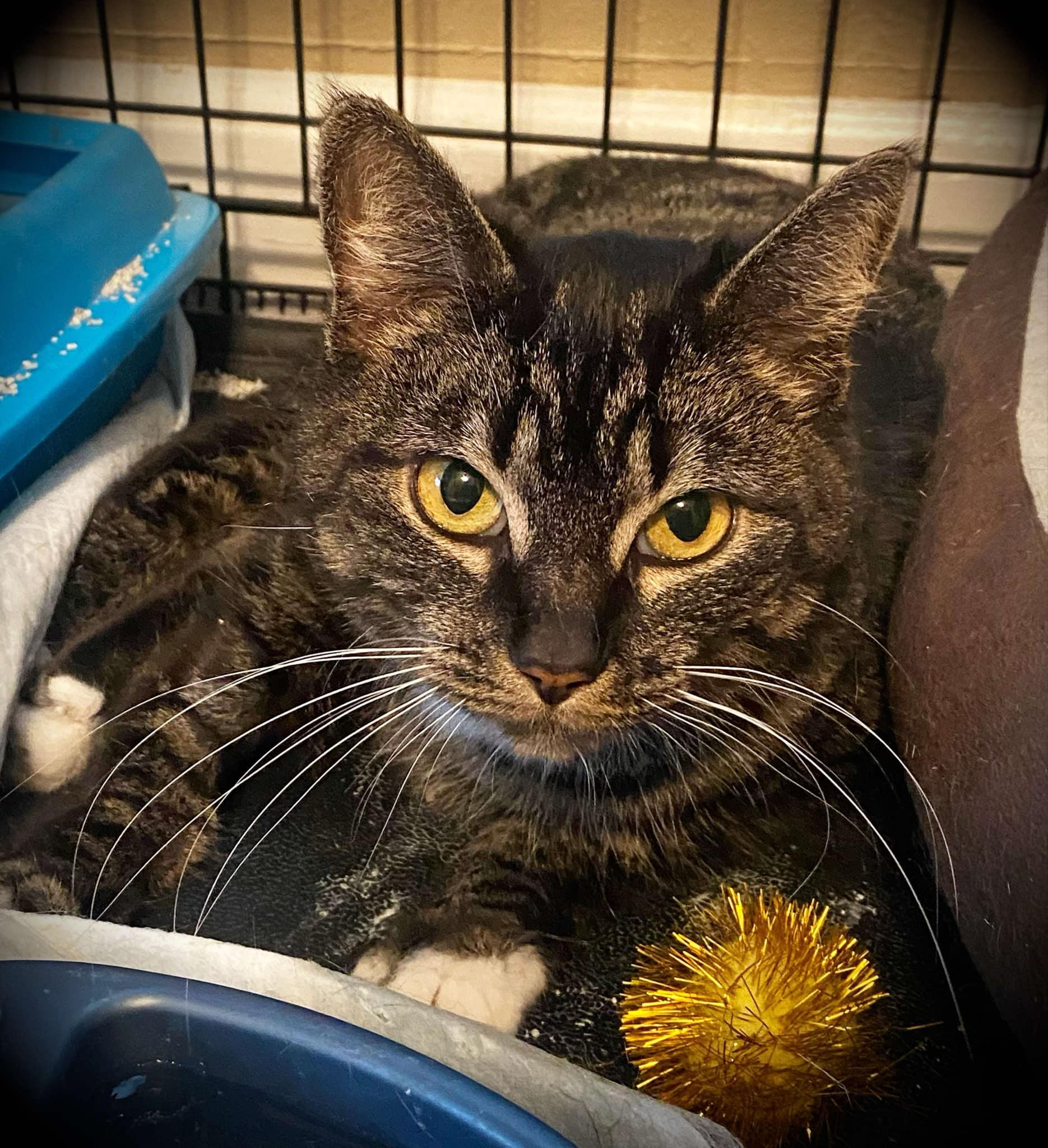 Rosie, Adult Female Domestic Short Hair