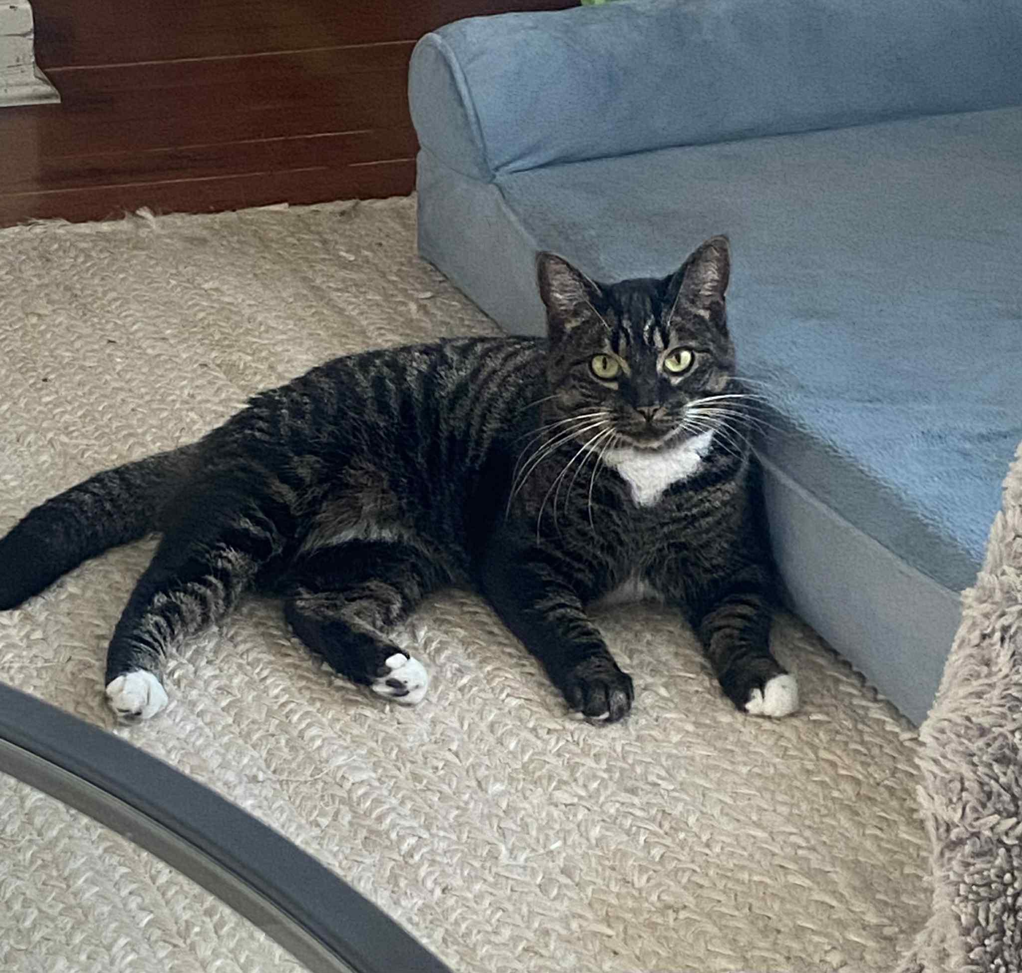 Rosie, Adoptable, Adult Female Domestic Short Hair.