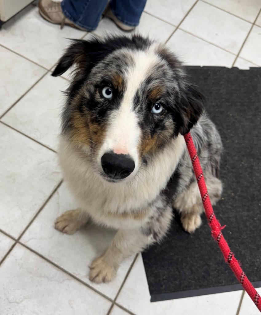 Enlarge CALI, a Adoptable Australian Shepherd in Hastings, MI image 1/1