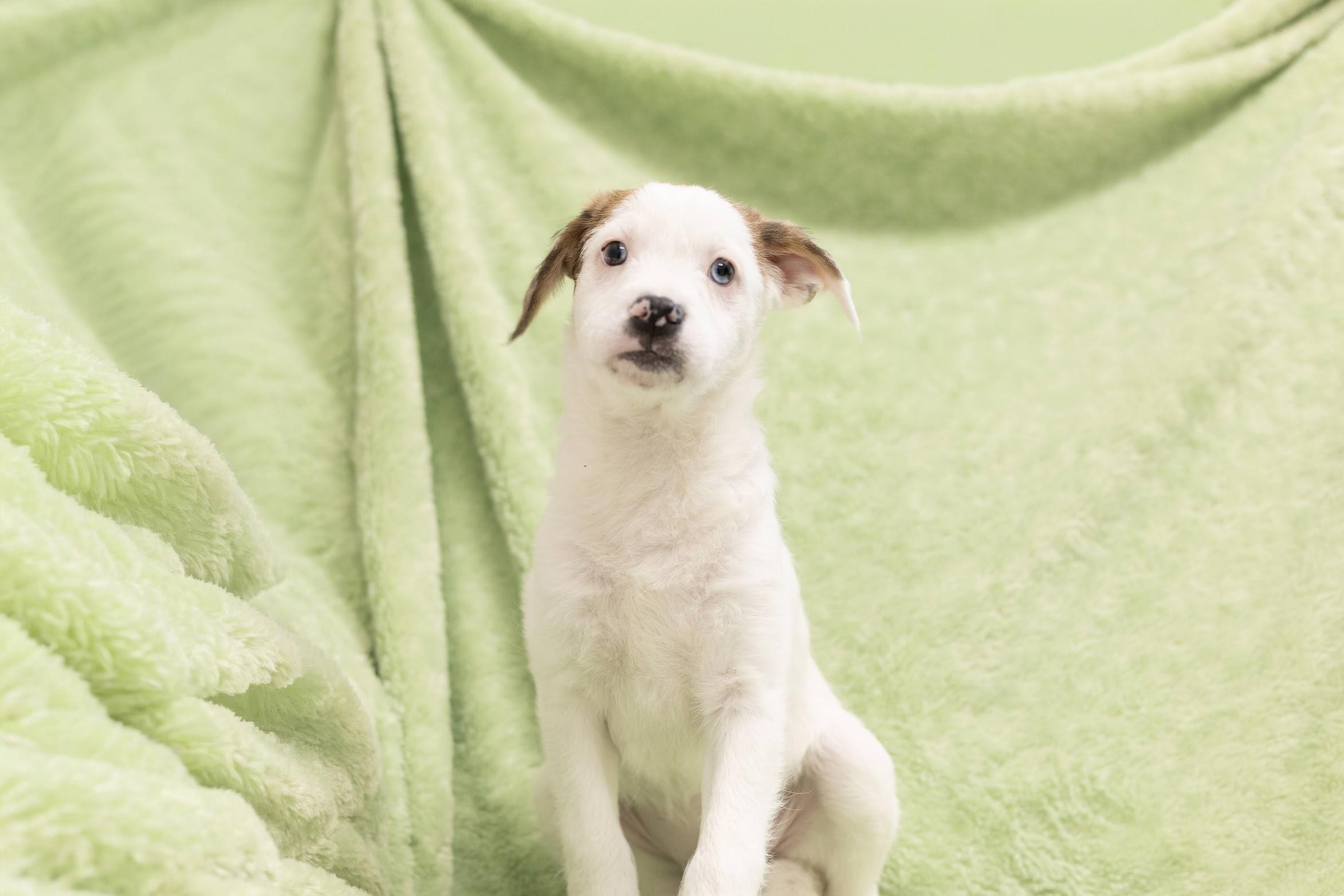 Wilma, adopted, Puppy Female Poodle.