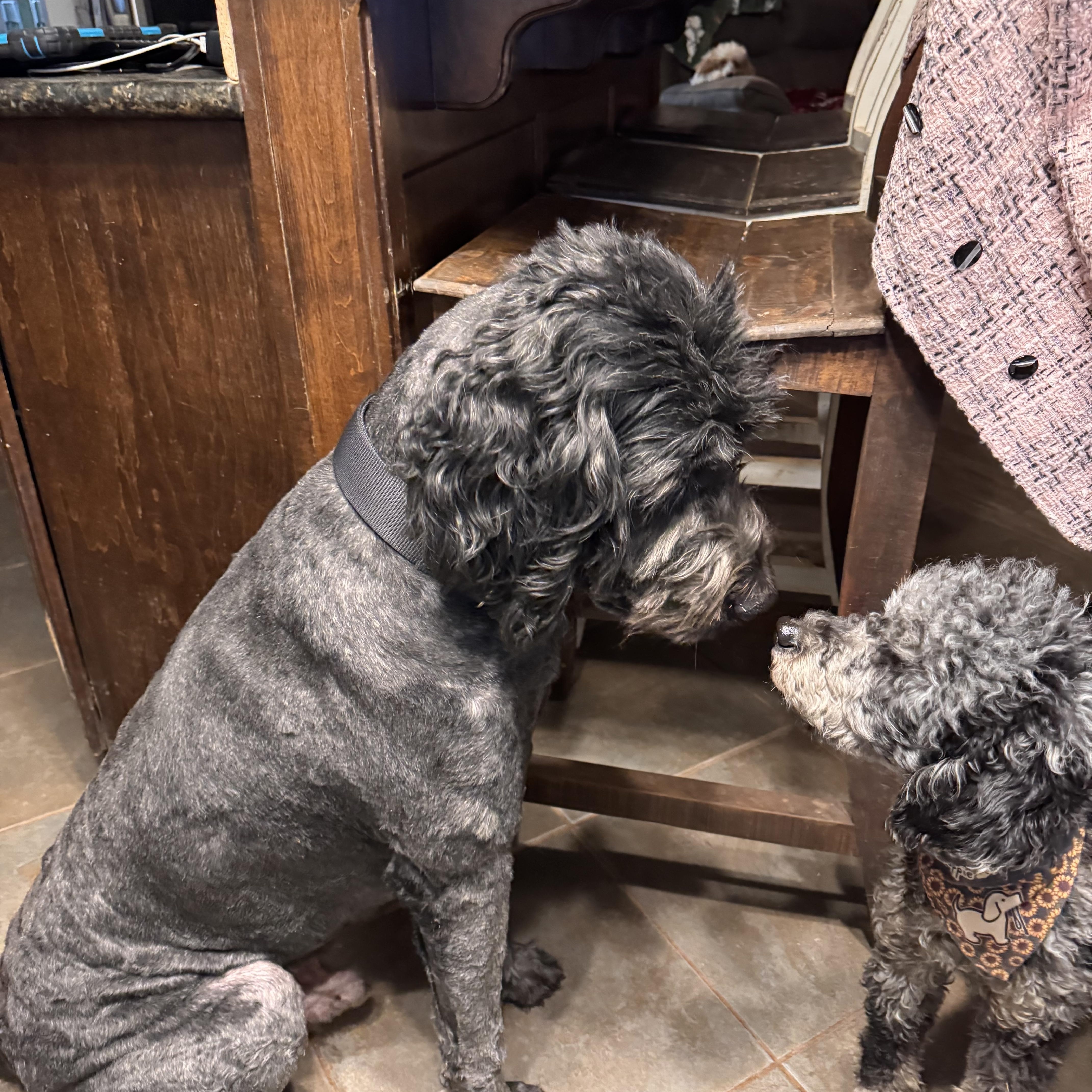 Enlarge Atlas, an adopted mixed breed in Yukon, OK image 3/3