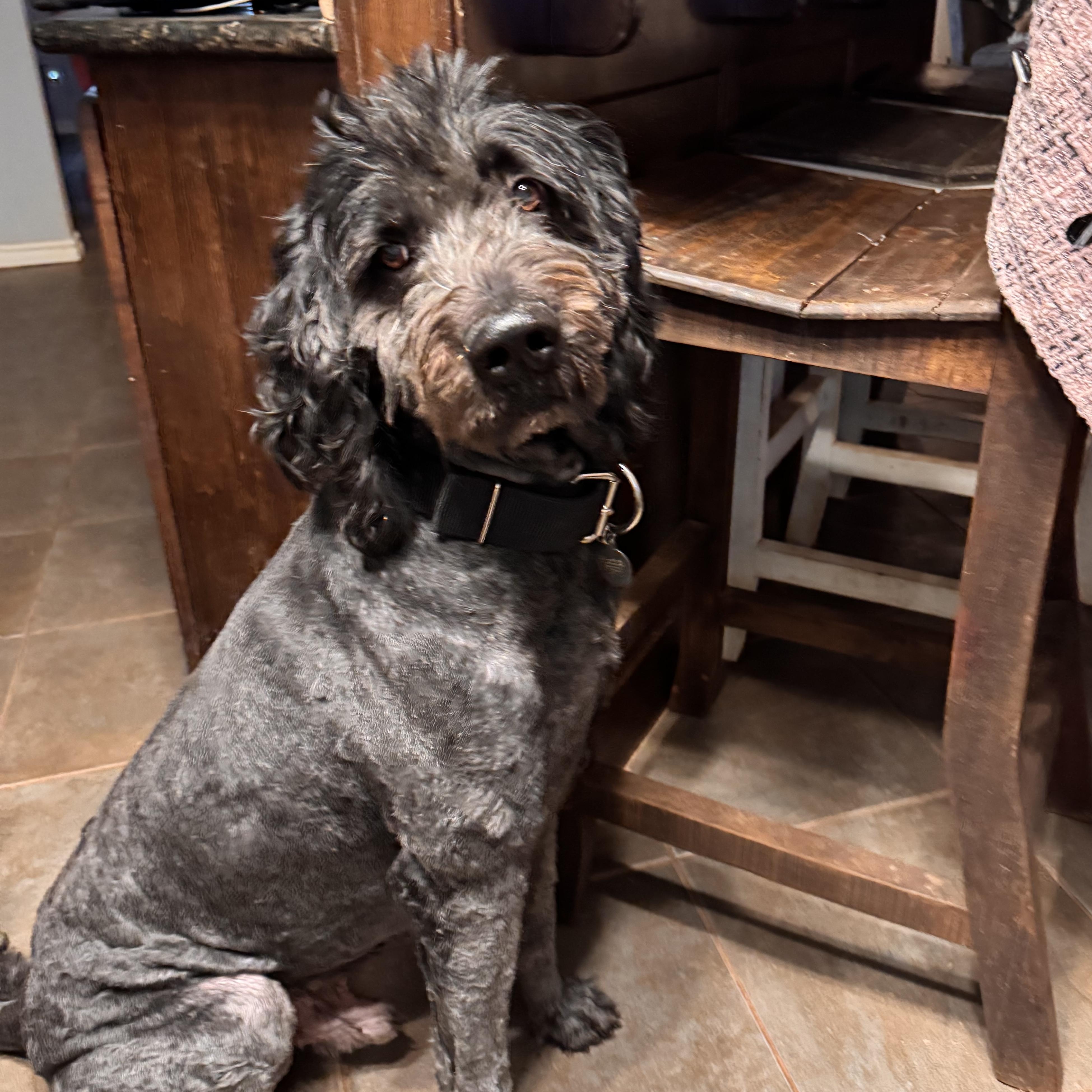 Atlas, ADOPTABLE, Adult Male Newfoundland Dog & Standard Poodle.