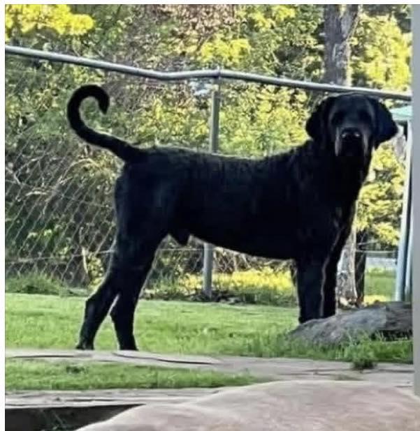 Enlarge Atlas, an adopted mixed breed in Yukon, OK image 2/3