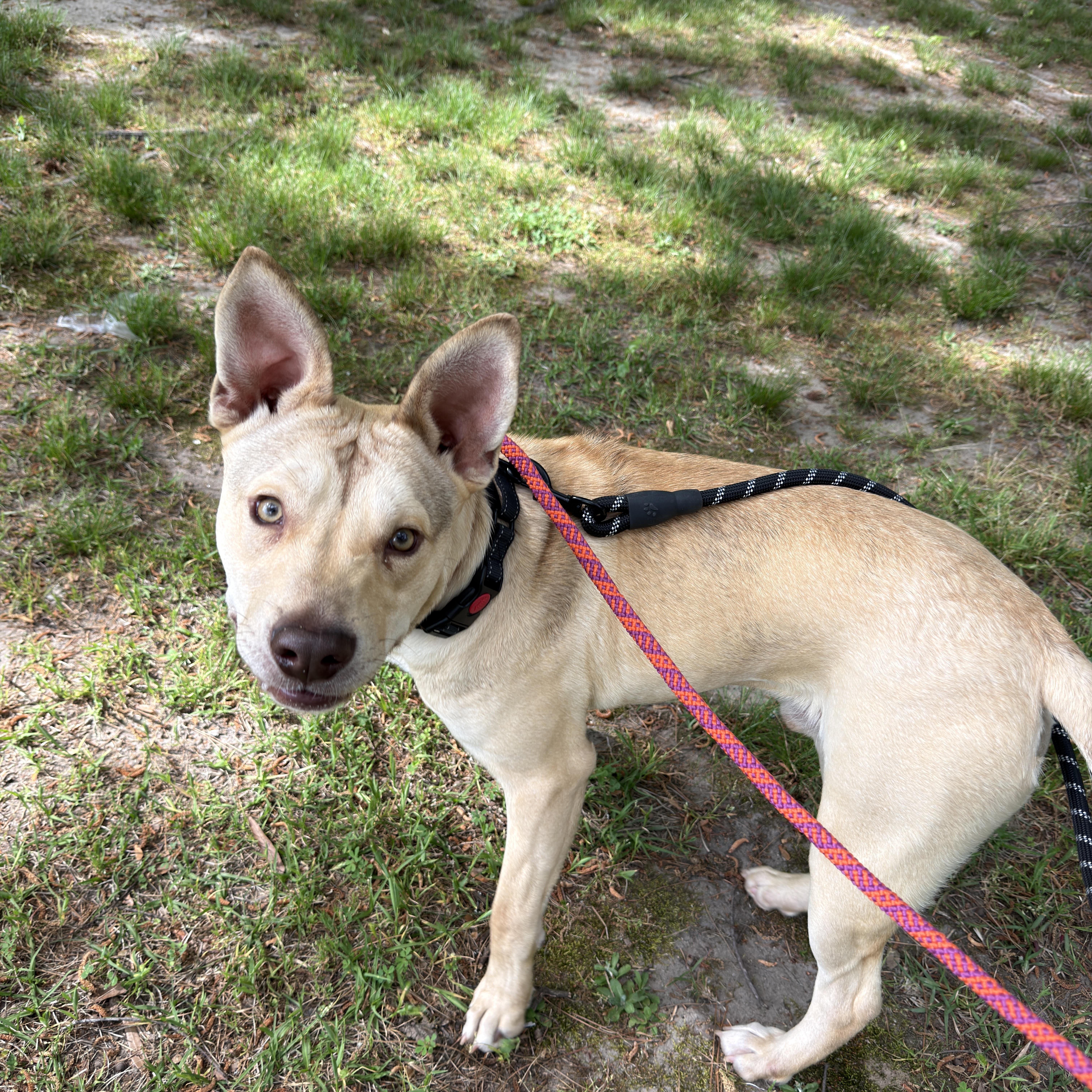 Enlarge Khari, a ADOPTABLE Carolina Dog in Webster, MA image 4/6