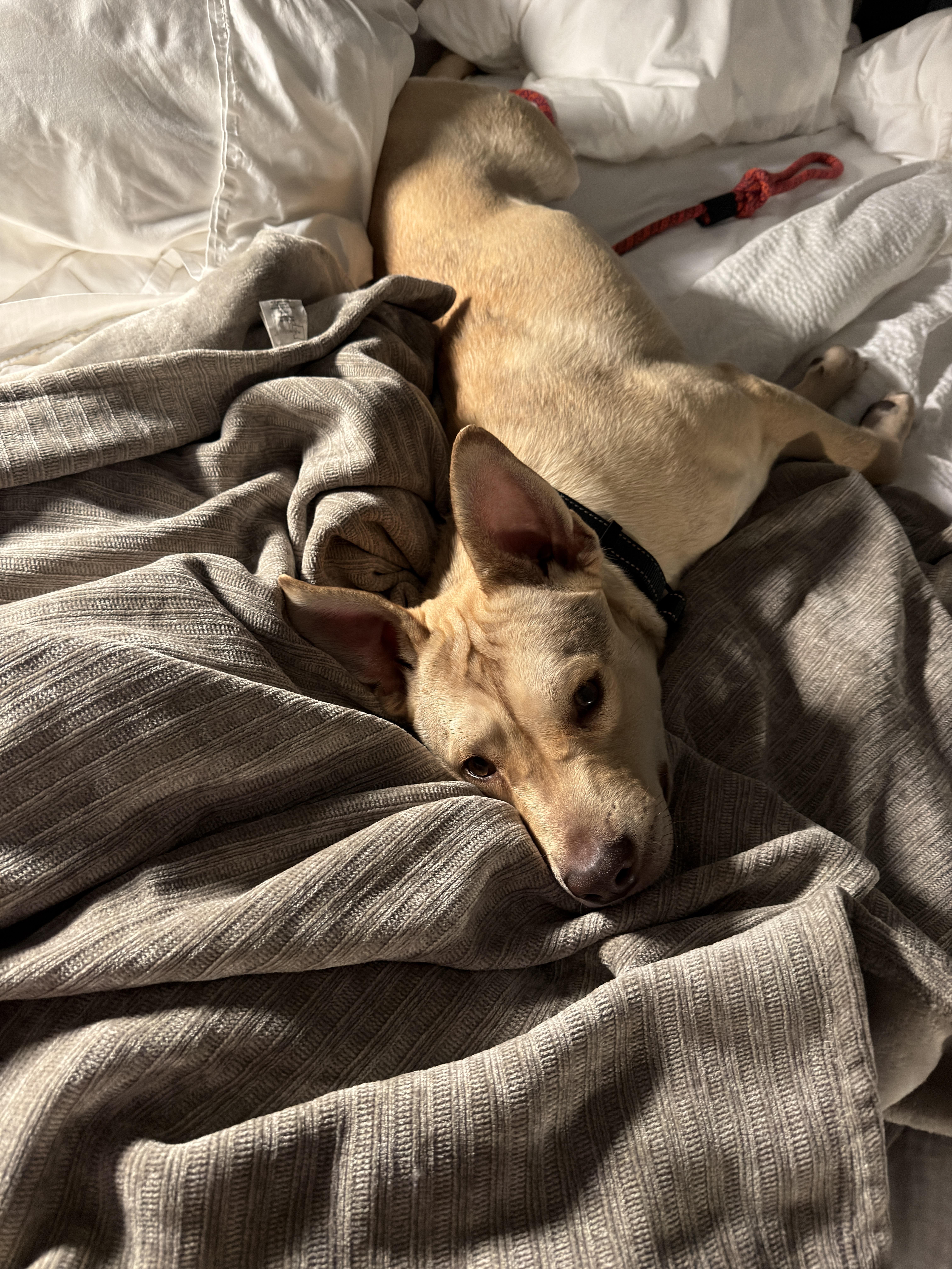 Enlarge Khari, a ADOPTABLE Carolina Dog in Webster, MA image 6/6