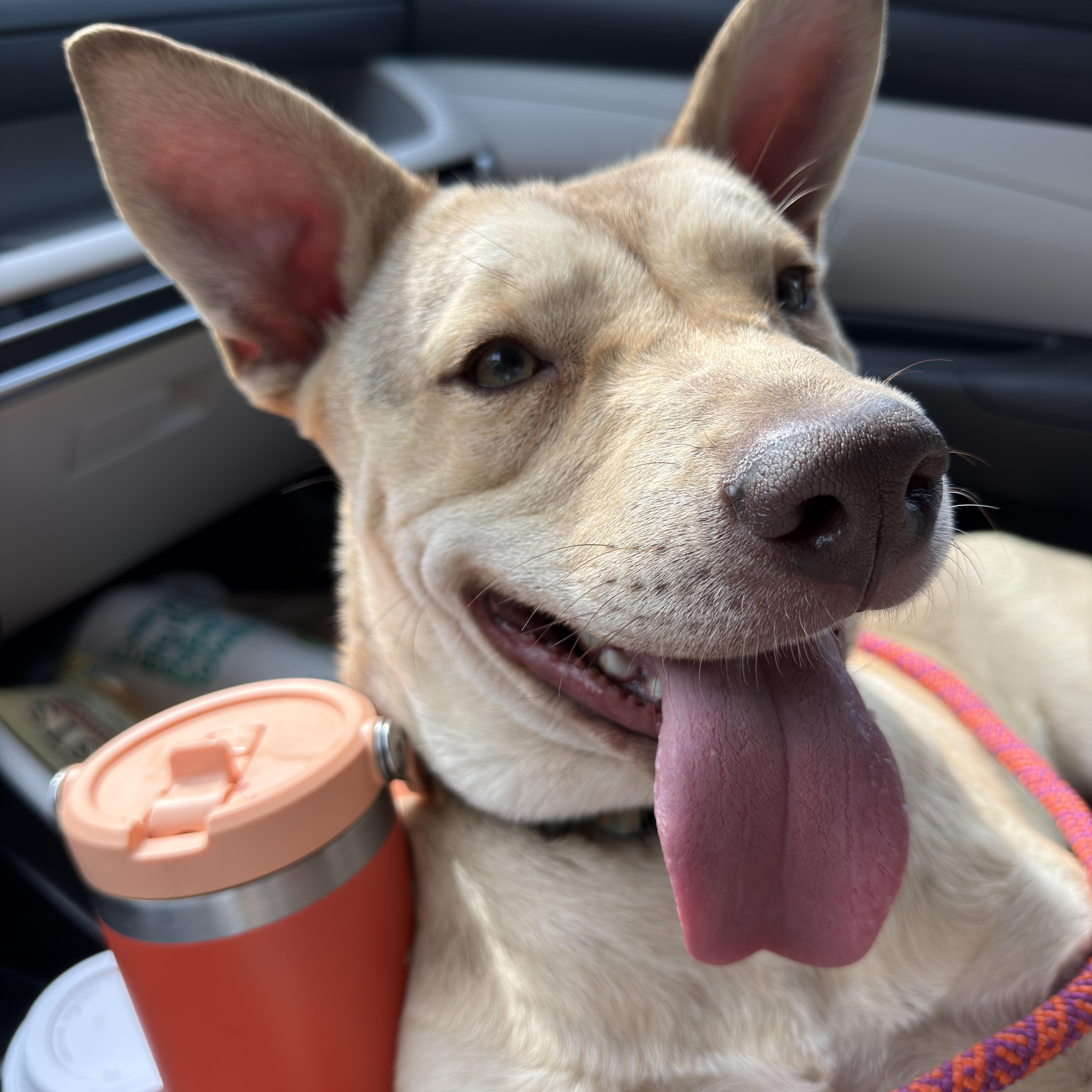 Khari, ADOPTABLE, Young Male Carolina Dog.