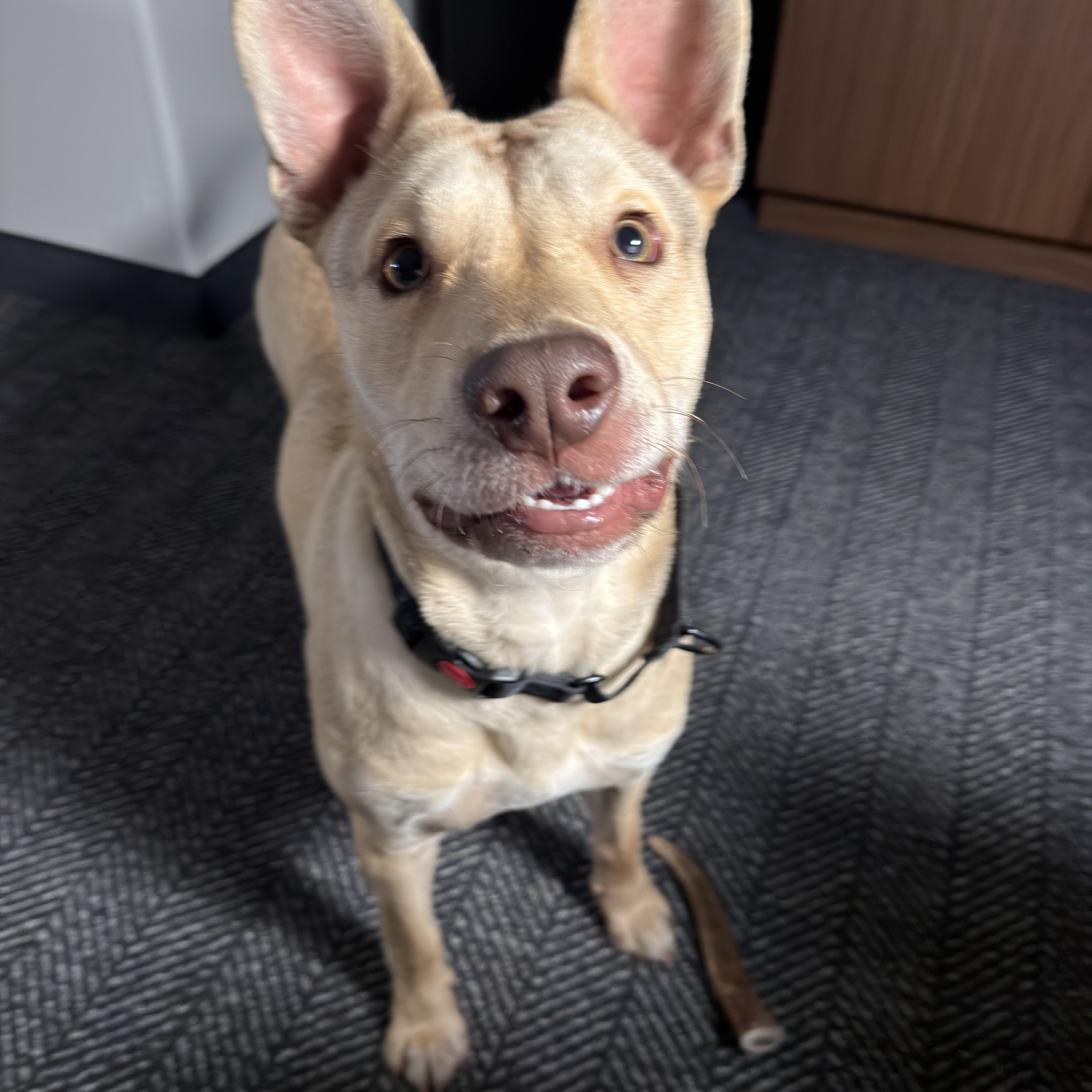 Enlarge Khari, a ADOPTABLE Carolina Dog in Webster, MA image 2/6