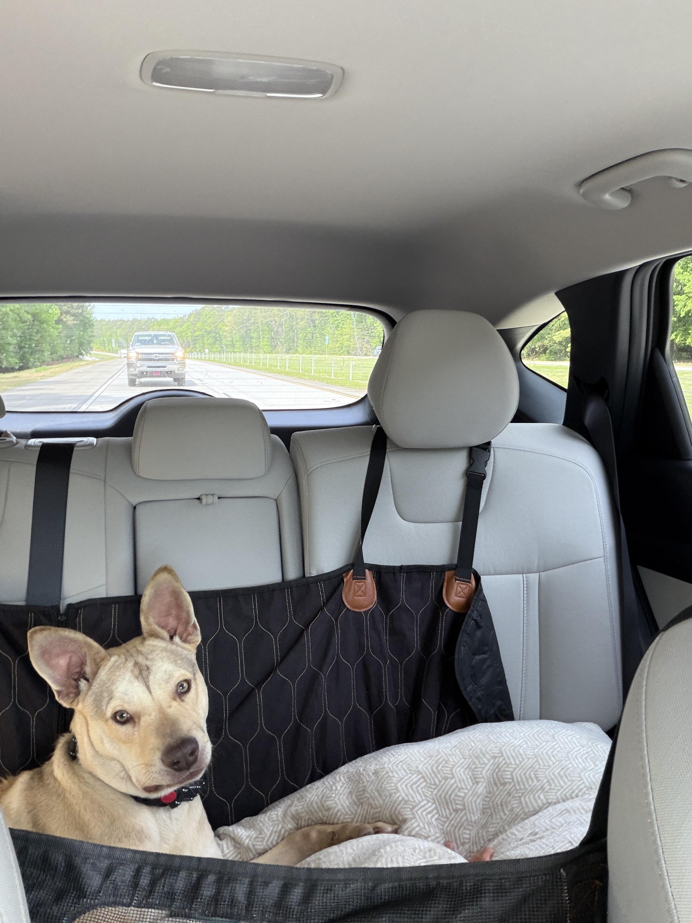 Enlarge Khari, a ADOPTABLE Carolina Dog in Webster, MA image 3/6