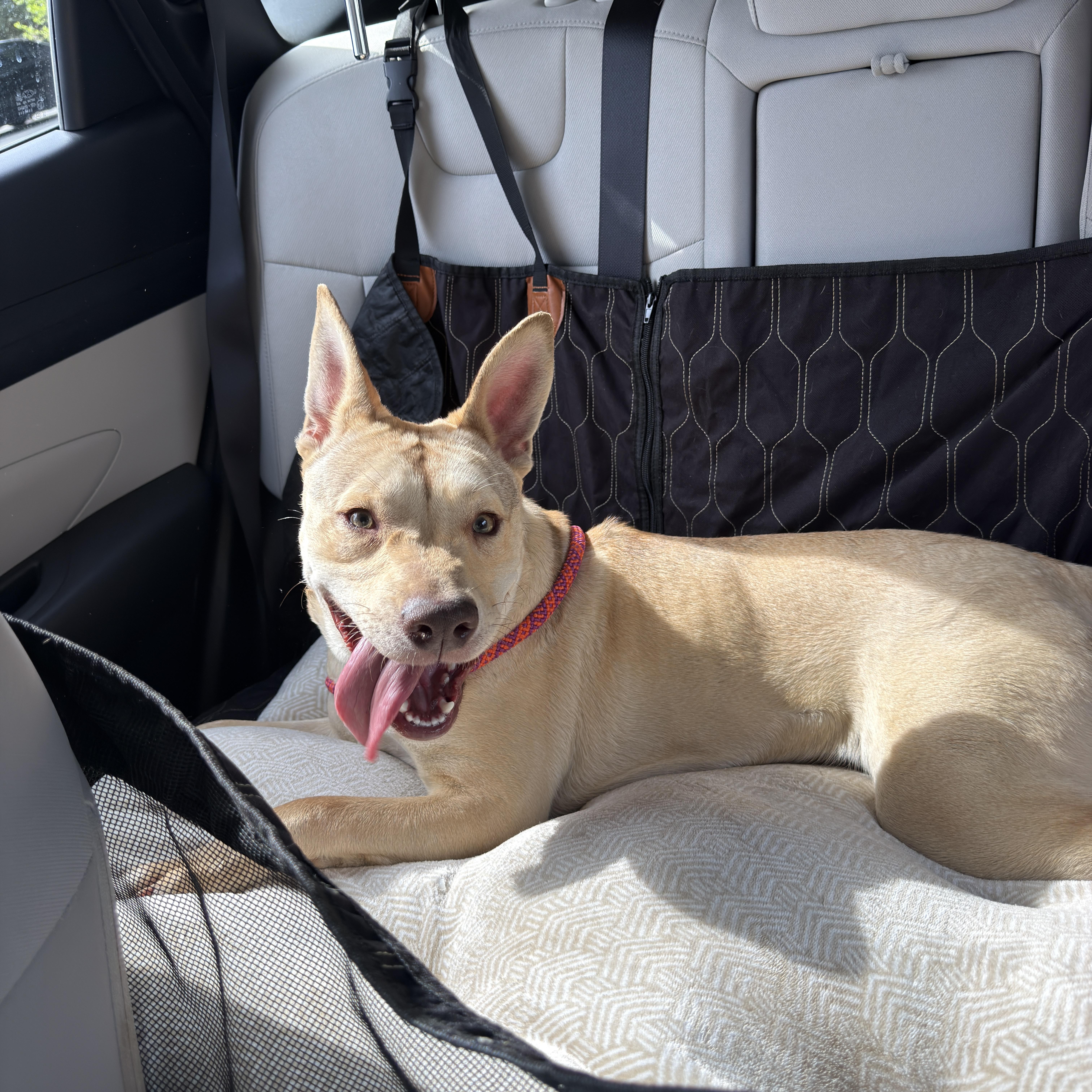 Enlarge Khari, a ADOPTABLE Carolina Dog in Webster, MA image 5/6