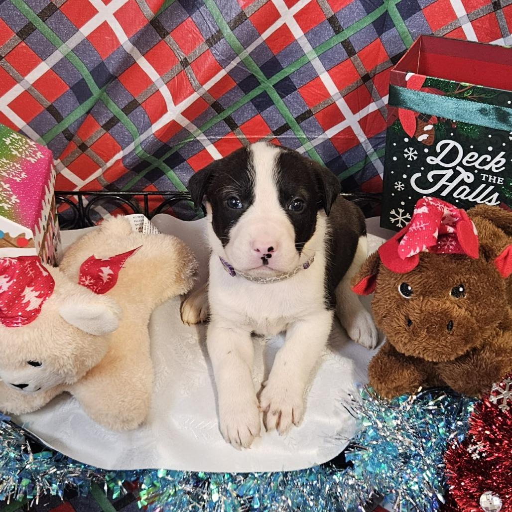 Light Purple Collar, Adoptable, Puppy Female Great Pyrenees & Shepherd.
