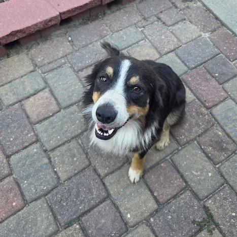 Enlarge Oliver, a Adoptable mixed breed in Grand Island, NE image 1/1