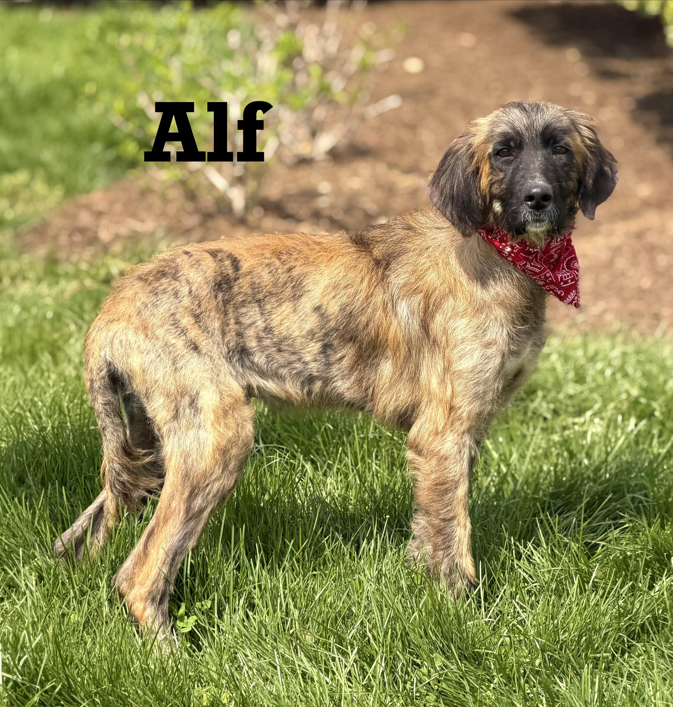 Enlarge Alf, an adopted Afghan Hound in Maryville, TN image 2/5
