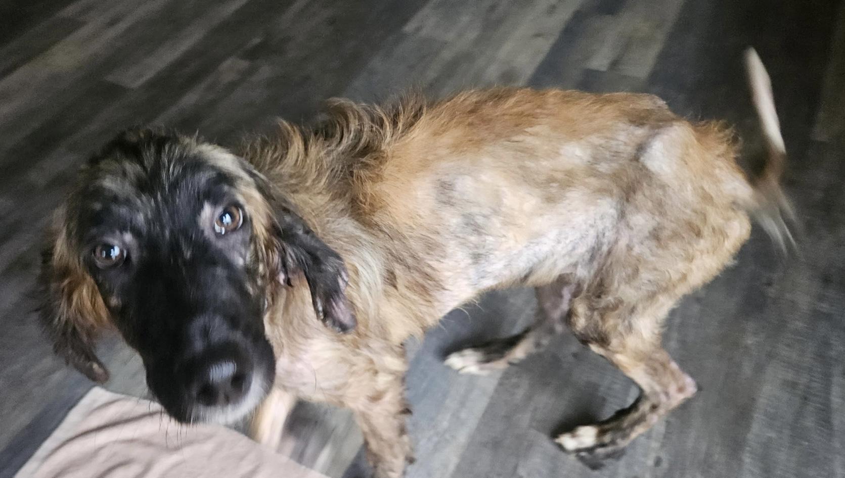 Enlarge Alf, an adopted Afghan Hound in Maryville, TN image 3/5