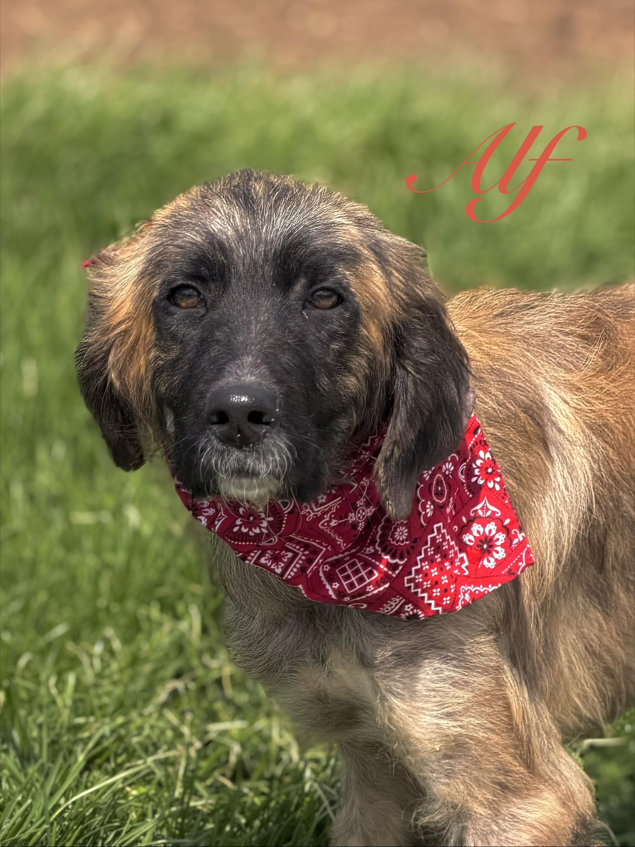 Enlarge Alf, an adopted Afghan Hound in Maryville, TN image 4/5