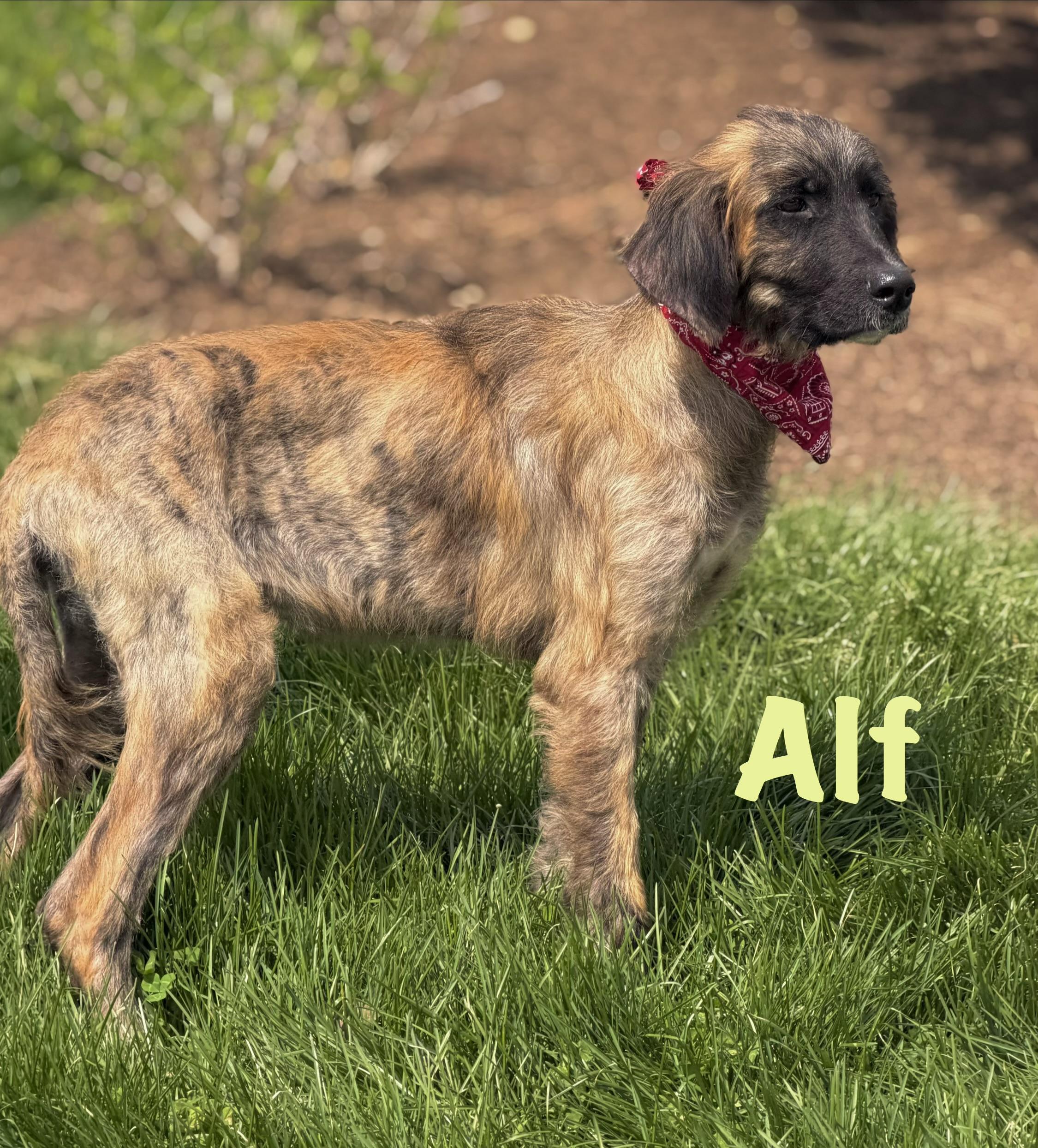 Enlarge Alf, an adopted Afghan Hound in Maryville, TN image 5/5
