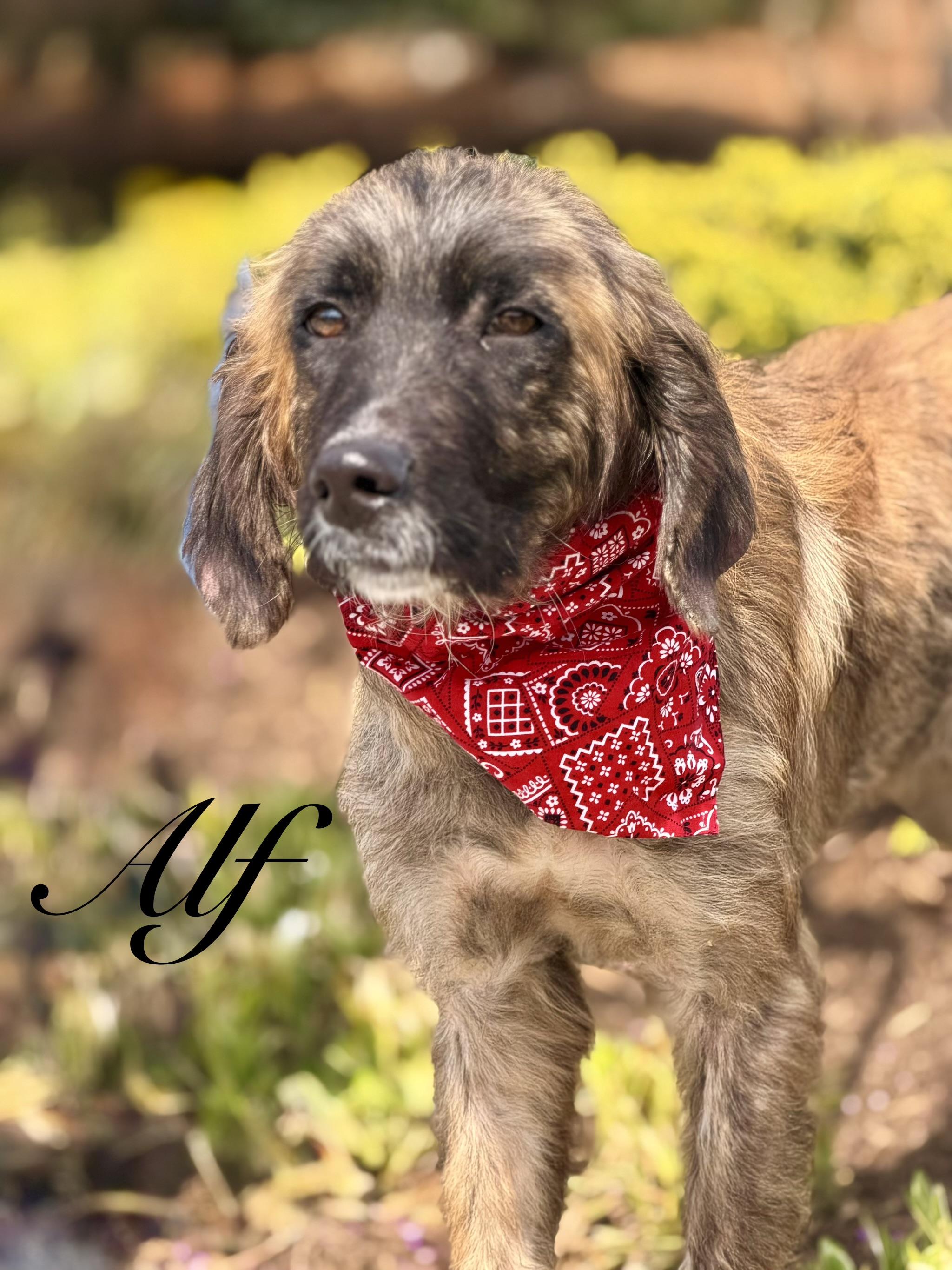 Alf, adopted, Young Male Afghan Hound.